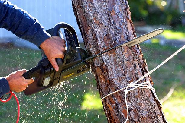 How Our Tree Care Process Works  in  St Anthony, MN